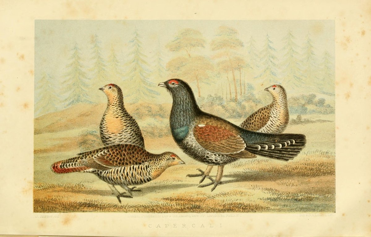 CRCiencia's tweet photo. ILUSTRACIENCIA
Urogallos
📚 Game birds and wild fowl of Sweden and Norway, London, F. Warne and co., 1867
#Aves #IlustraCiencia https://t.co/EcDAQ8bQOX