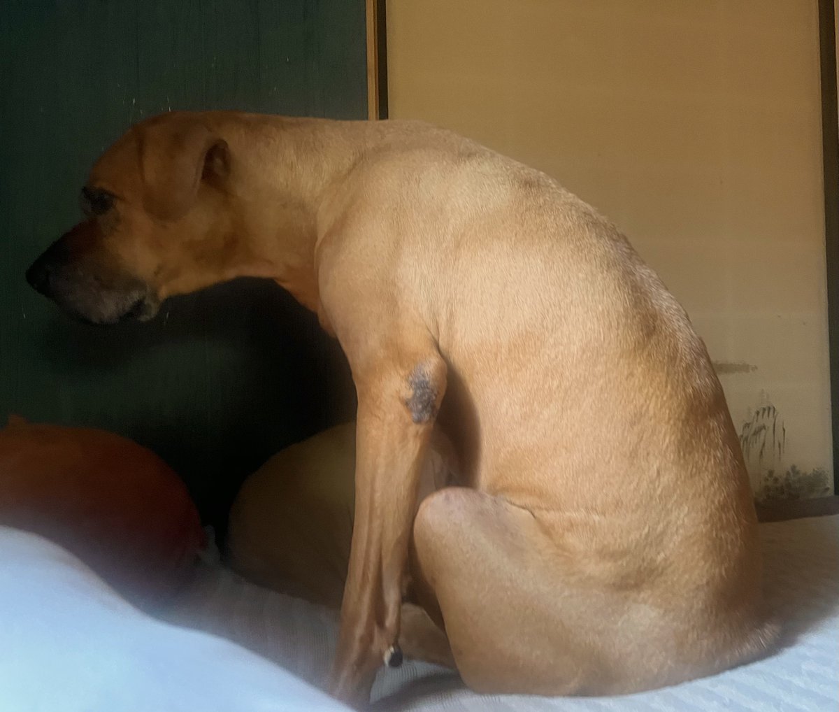 6464prpr's tweet photo. 昼寝から起きた犬 https://t.co/9a4jc7nIYb