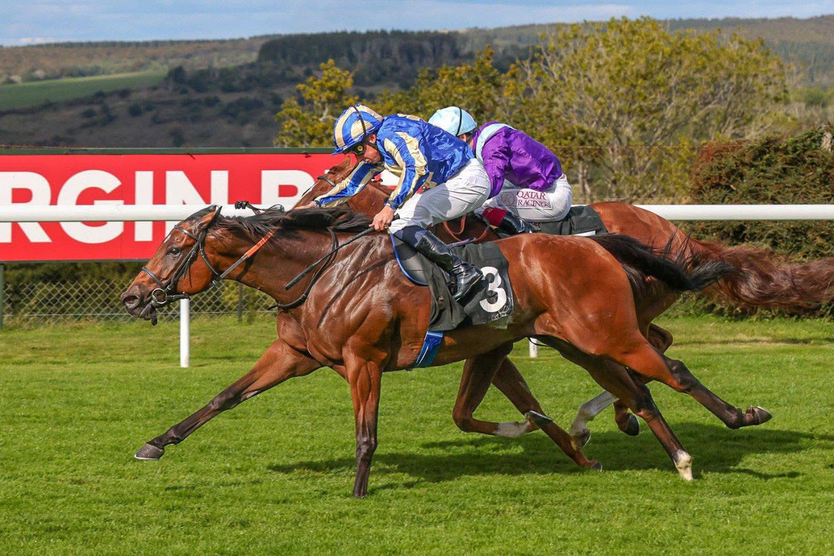 AllForOneRac2's tweet photo. Tribal Chief runs in the Balmoral @Ascot today! 

🇫🇷 Bought @InfoArqana for €52,000 in 2022, @DavidMenuisier returns to the same sale next week to find TWO new syndicate colts! 👀

📩 Register your interest now - syndicate@dmhorseracing.com https://t.co/RrSZt4PDHZ