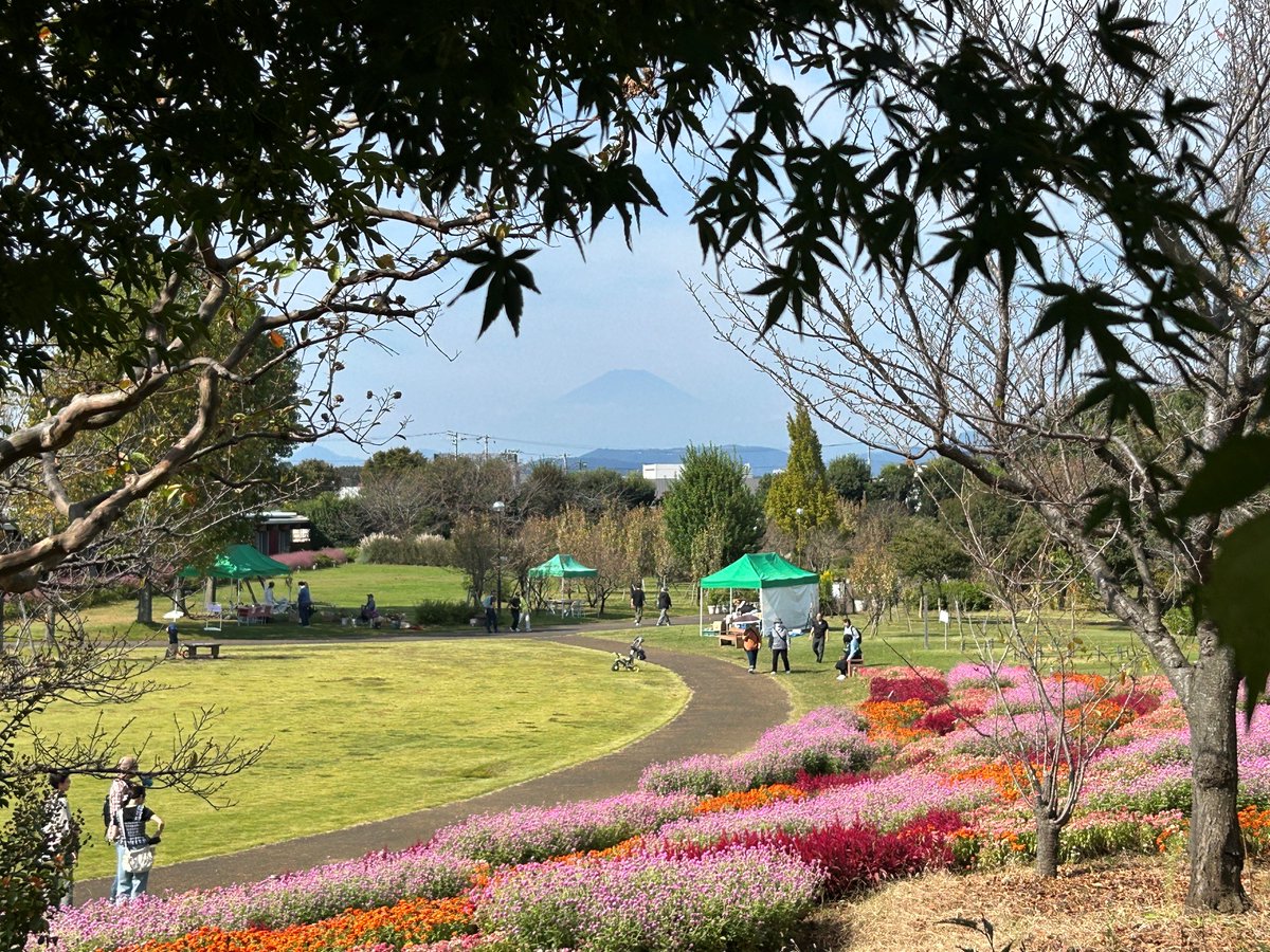 kanagarden_2010's tweet photo. 【きょうの富士山】
きょうの「花菜ガーデン」から見る富士山は、うっすら霞がかって幻想的な雰囲気です！

鮮やかな花々との組み合わせが、これはこれでなんとも絵になる眺め♪

園内もにぎわっています。秋のお散歩にぜひどうぞ！ (*‘∀‘)

#花菜ガーデン
#富士山
#mtfuji
#GREENEXPO2027
#withGREENEXPO
#かながわ館
#VIBRANTs