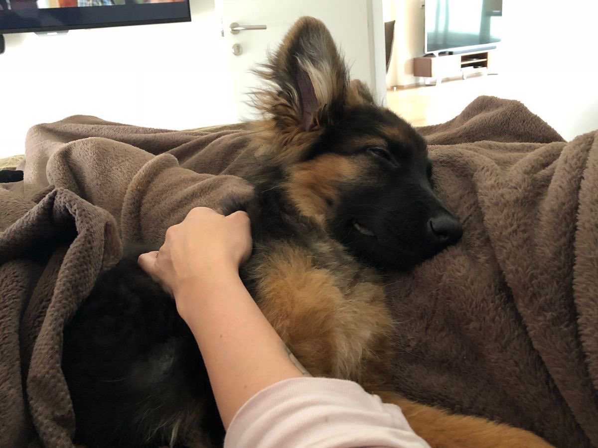 hit_thxtb3at's tweet photo. my good puppy!!! the sweetest boy!! ˃̶͈◡˂̶͈ https://t.co/NUmnPSGoie