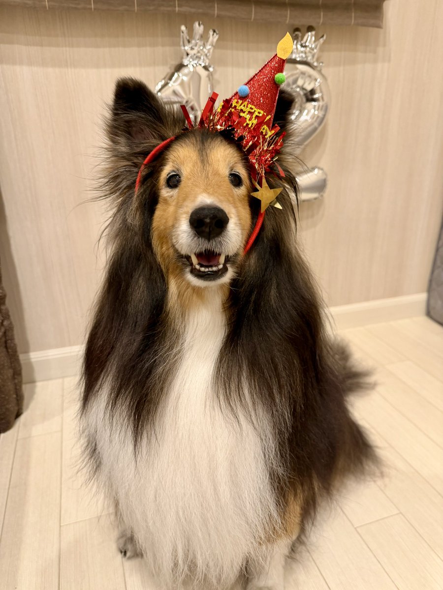 pull_colo's tweet photo. ずっと何されてるかわかってなかったけど12年目でやっと嬉しく感じる犬を置いときます https://t.co/nZEaCkK82D