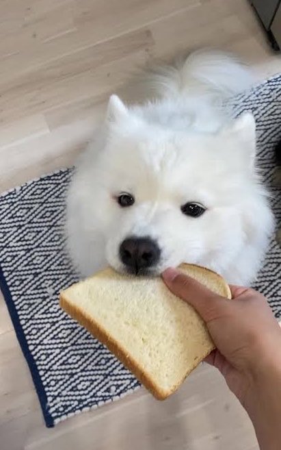 ma_i237's tweet photo. Same.....🍞🐶 https://t.co/7tir5pZsxH