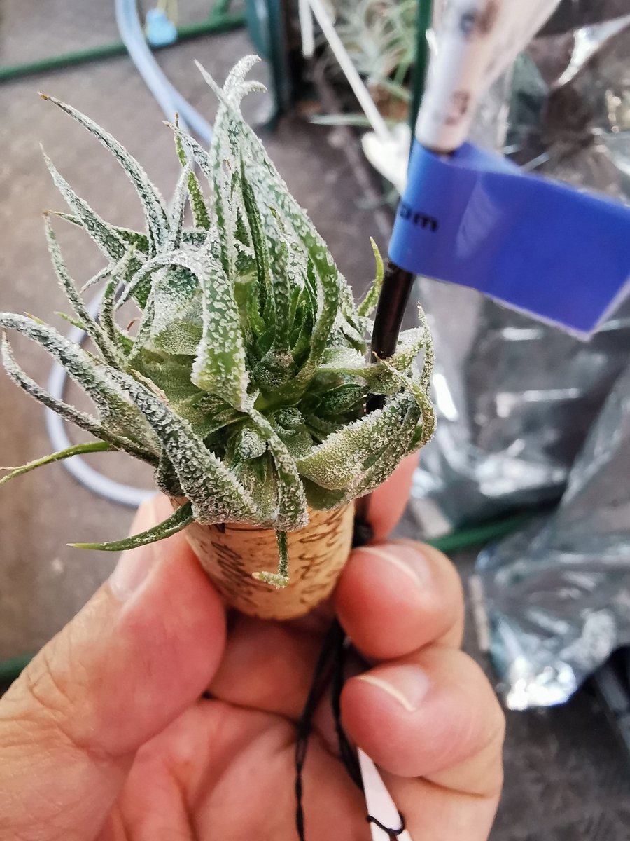 flowertake1's tweet photo. 増やすだけならもう如何様にでもなりそう。
sprengelianaにサイトカイニン施用したら全部の葉から子株出てる🧐
winkleriに7株
ionantha Albo-marginataに15株
BA:50ppm+ フルメット:2ppmの混合施用 https://t.co/TZcHrwqq7d