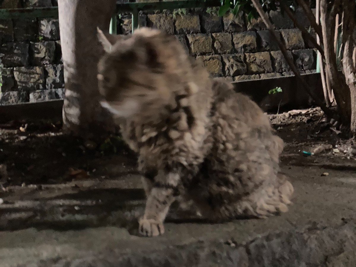chiharuasno1's tweet photo. 10月12日に高田馬場の諏訪公園で
保護されたシニアの地域猫さんを
お世話をされていた
ボラさんを探しています。

猫さんの状態も芳しくなく
再度のリリースは難しいので
現在、保護に向けて隔離入院中です。

お世話をされていたボラさんが
心配されているといけないので
拡散のご協力お願いします❣️ https://t.co/fV7ZXpiqcF