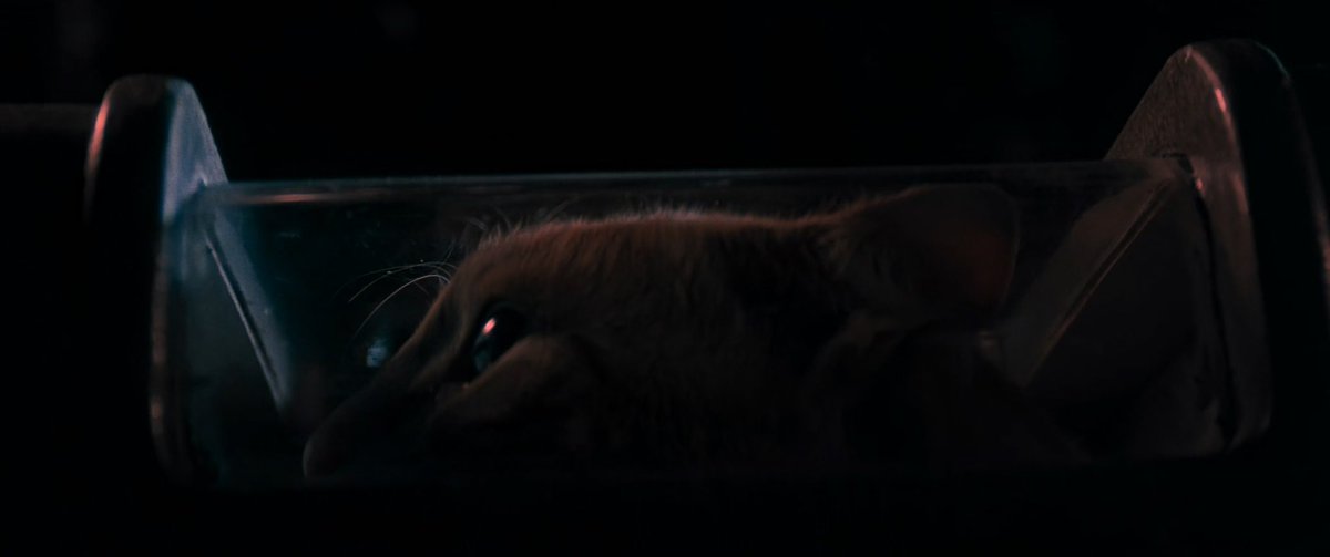 Alien_Theory's tweet photo. Jones the Cat in Alien (1979) https://t.co/1SXiKuXy0O