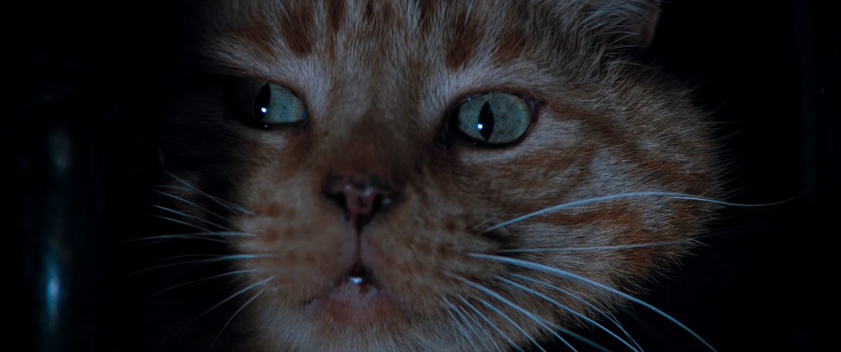 Alien_Theory's tweet photo. Jones the Cat in Alien (1979) https://t.co/1SXiKuXy0O