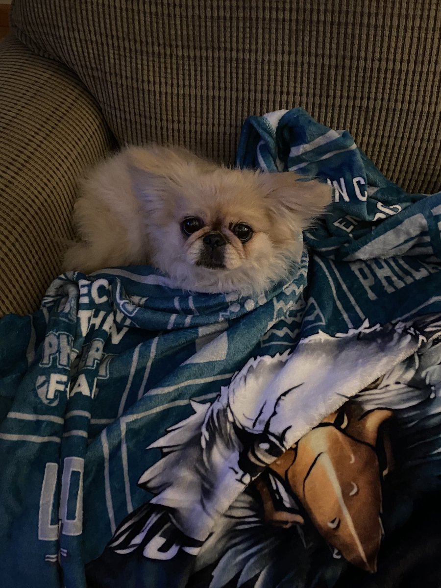 hannahluvsports's tweet photo. @AdamSchefter this is izzy, the cutest little eagles fan 🤍🦅 https://t.co/nmFHKBY3mF