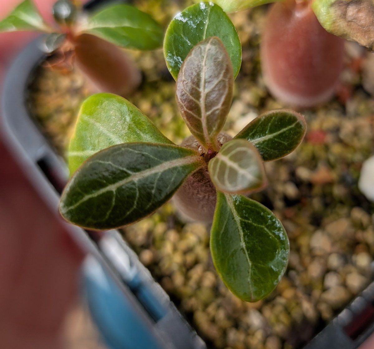 logcactus tweet picture