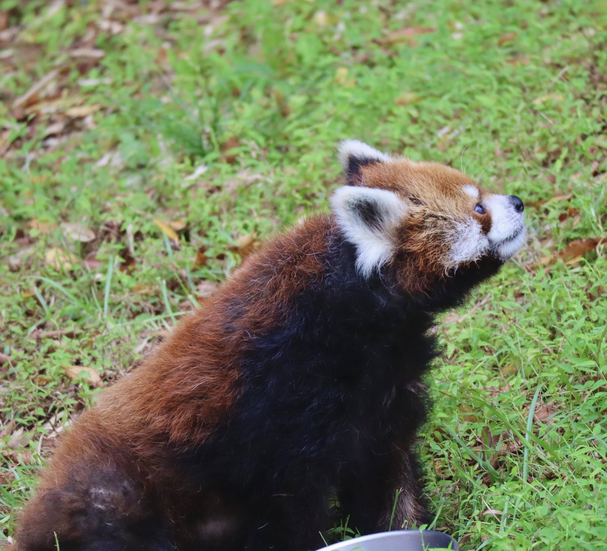 syan26667215's tweet photo. 風太くん🐾

食欲旺盛🍠
可愛い風太くん
元気でいてくれることが
なにより嬉しい🍀

2026.09.27📷

#千葉市動物公園
#風太 くん
#レッサーパンダ
#レッドパンダ https://t.co/W3kAq8ahBD