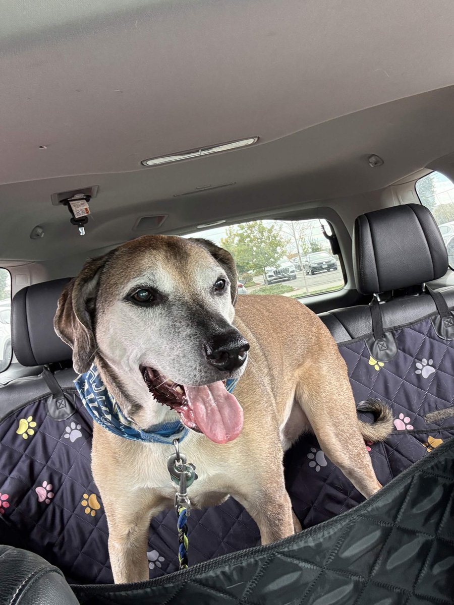 MasonEllody's tweet photo. goodbye my sweet JoJo. You were taken from me too soon. Thank you for being the best friend I could have ever asked for. I love you forever https://t.co/v2ifrA41FI