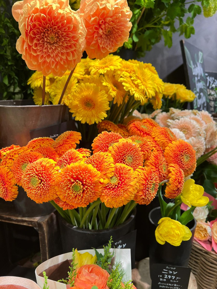 wobuhouhui45's tweet photo. こちらのお花は本当に素晴らしいです。
とても綺麗で、色の発色もすごく鮮やかなんです
スカビオサもとても綺麗に咲いていました💕 
ラナ���キュラスも本当に見事でした🥰 https://t.co/Np3kWBxoar