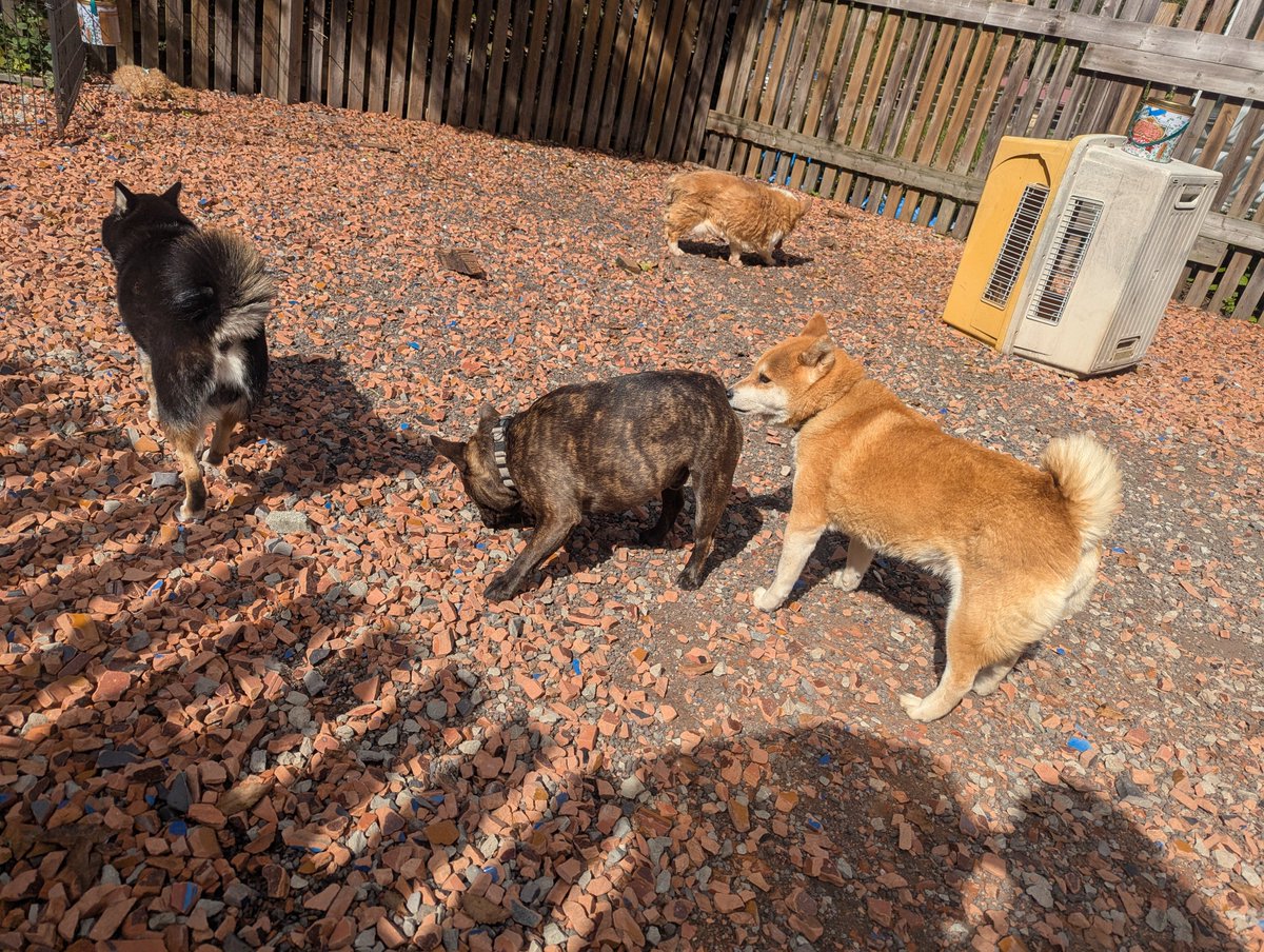 doghousedaddy08's tweet photo. 常連さんのフレブルゴンくんがチェックインしました。
匂いつけのあとはみんなにご挨拶。来てくれたわんちゃん全員ウェルカムなゴンくんです！
#老犬ホーム
#軽井沢ペットホテル
#フレブル https://t.co/F2Udg2qaDP