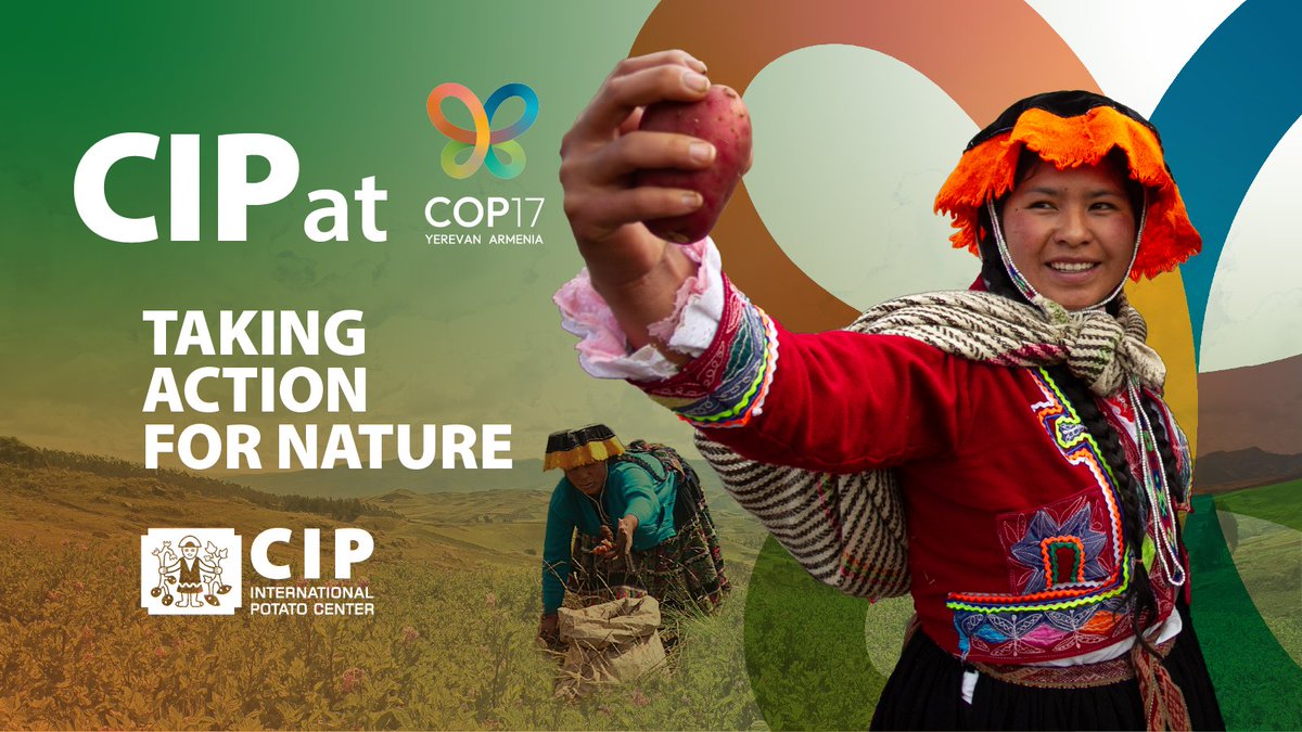 Cipotato's tweet photo. How can we better monitor &amp; conserve agrobiodiversity 🌎?

At #COP17, CIP will share scientific knowledge &amp; practical approaches across 3 side events, highlighting tools for monitoring biodiversity &amp; the importance of crop centers of origin.

👉🏽 https://t.co/sMLoONuhgZ

🔸 @CGIAR https://t.co/Nikqh0Pcfc