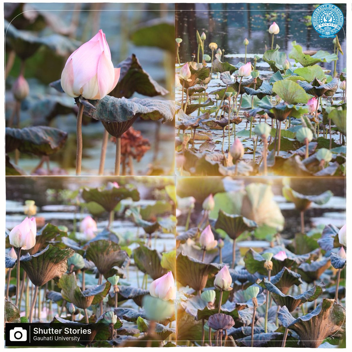 GauhatiUniv's tweet photo. Shutter Stories | Gauhati University 📸

Pink lotus (পদুমফুল) blooms rise gracefully above a pond at Gauhati University, adding a touch of colour and serenity to nature’s canvas.

#ShutterStories #GauhatiUniversity https://t.co/9UBYiAe2Bs