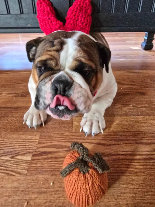 Bulldog Stella in devil ears with pumpkin nearby under a desk.