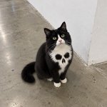 Photo by Cats are so rude (@Rudecatsy)