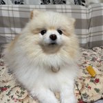 Photo by ポコ🐶🐾🐾🍀 (@poko_0103)