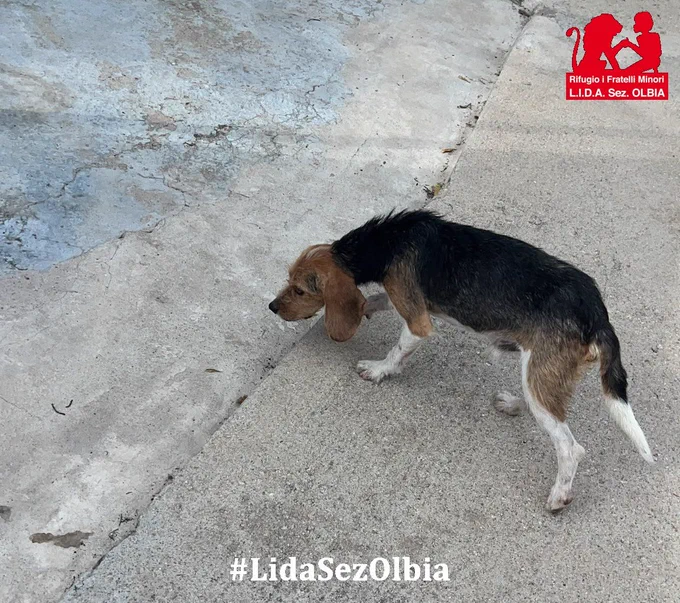 Image from Lida sez. Olbia ODV (@LidaSezOlbia)