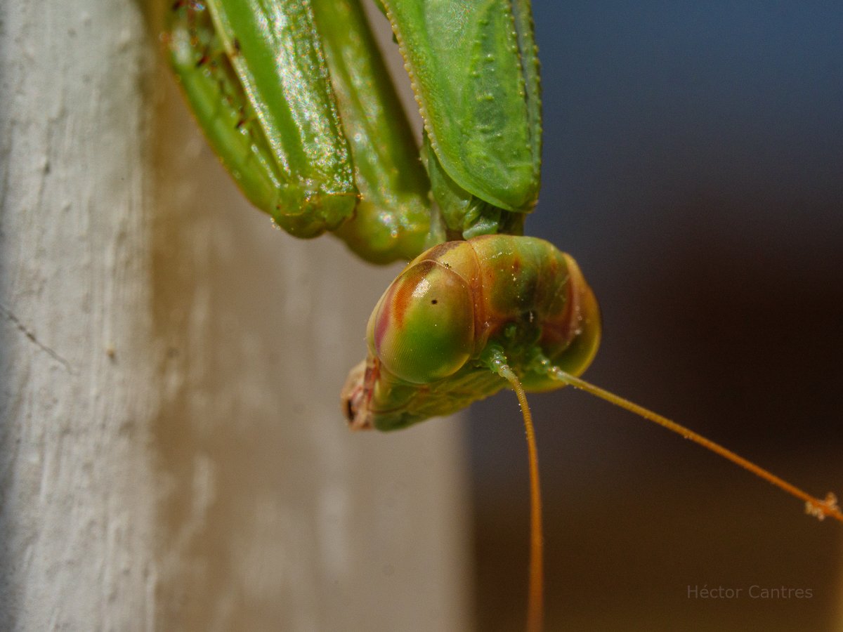 HectorCantres's tweet photo. Up-close with a Praying Mantis

#animals #closeup #entomology #HacerFotos #insects #macro #MacroPhotography #mantis #NaturePhotography #PrayingMantis #upclose #WildlifePhotography https://t.co/Glm9MHhYFU