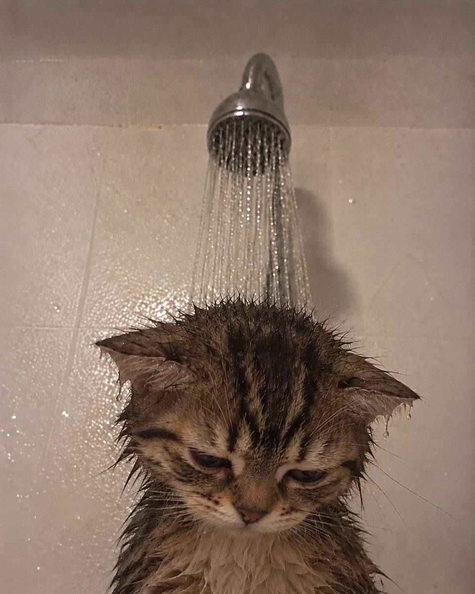CatMeowkingdom's tweet photo. https://t.co/OFUuhtW7x8