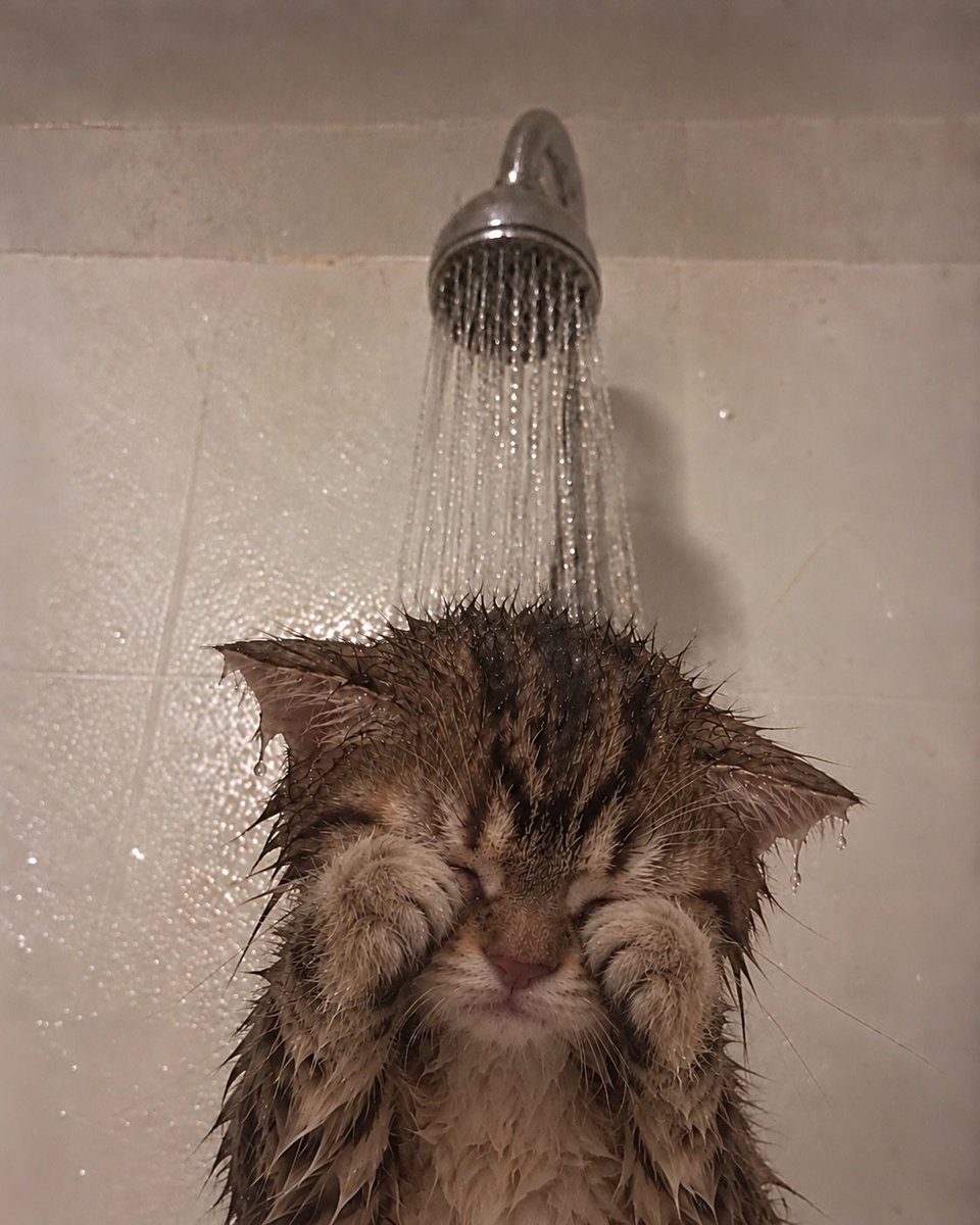 CatMeowkingdom's tweet photo. https://t.co/OFUuhtW7x8