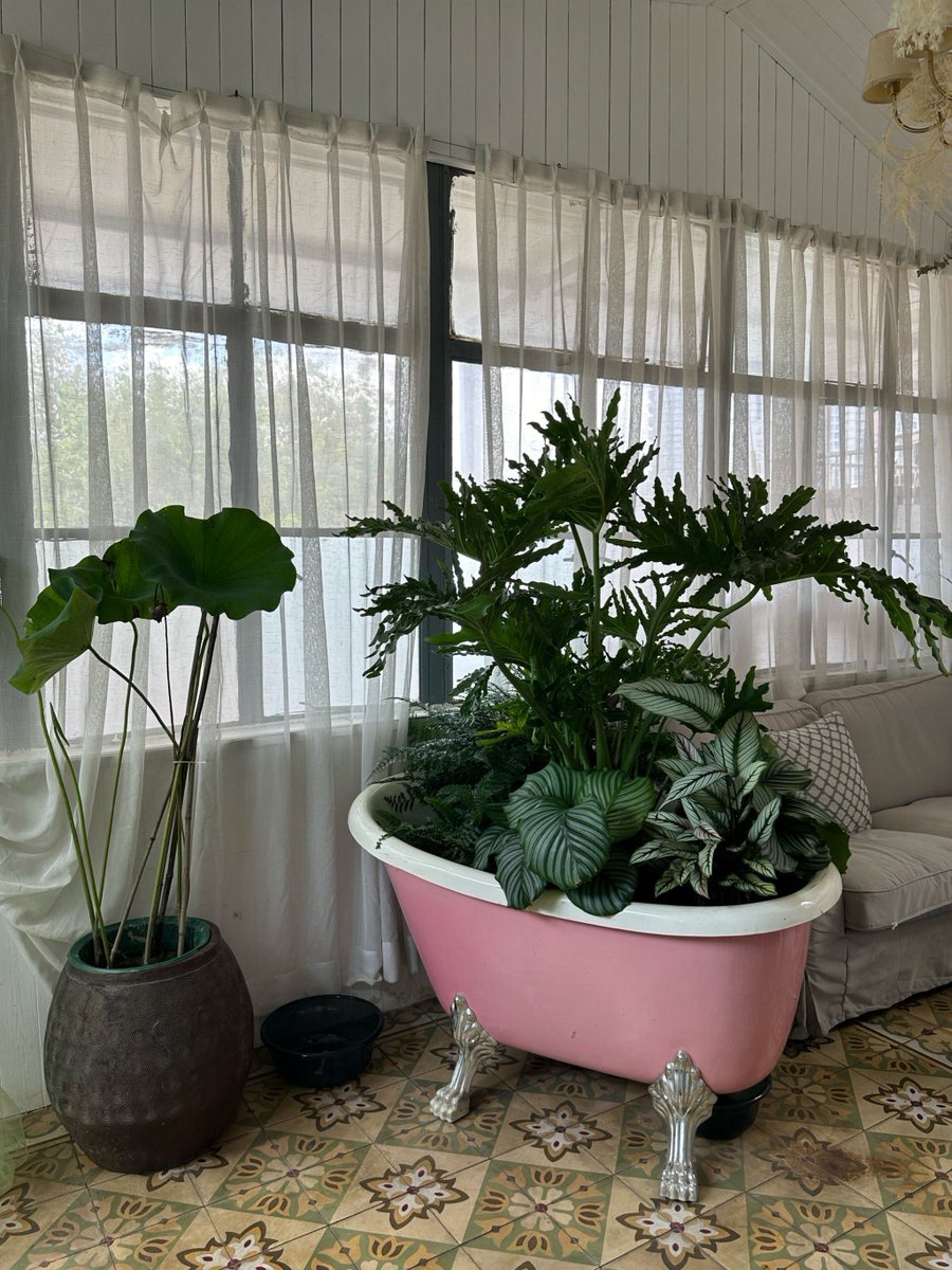 naoayahi's tweet photo. [雨の日は、闲な时に荚豆を使って窓辺の花壇の抵を捍う。穏やかな日常の一瞬] https://t.co/EXvwt30aZO