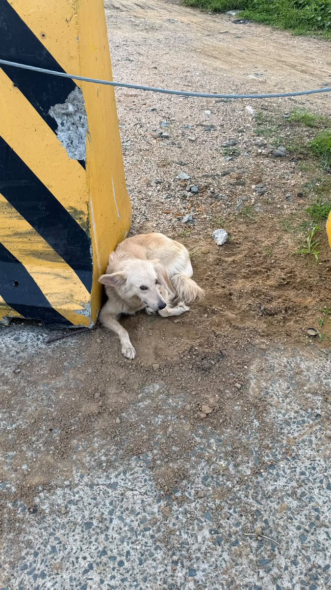 AlertaMePerdi's tweet photo. #ENCONTRADA #GUAYAQUIL
Fecha: 2026-10-19
Sector: Norte, Mucho lote 2 por la iglesia divino niño - VISTA EN VERANDA
Sexo: Hembra
Raza: Mestizo parece golden blanco
Observación: Pelo blanco, ojos café claro
Contacto: 0991522690 - 0995404286
¡Ayúdalo a volver!
 #AlertaMePerdí https://t.co/tUNHMRYP5r
