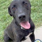 Photo by Fort Bend County Animal Services (@FBCASTX)