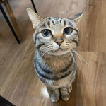 Photo by ✩ 𝓙𝓾𝓈𝓽… 𝓐𝓝𝒢𝓮ℒ𝓲𝒞𝓐.ᐟ࿏ 💛 (@SuchACrazyKitty)