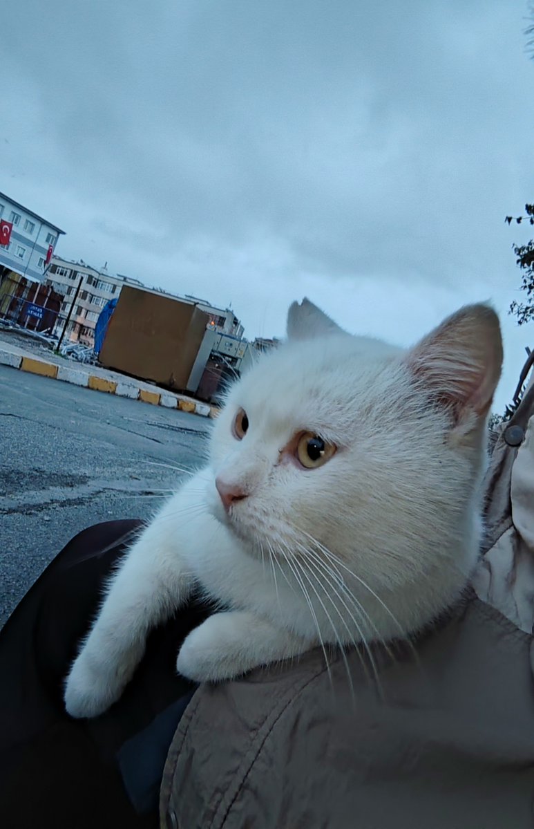 rubyruey's tweet photo. Cat magnet https://t.co/sMNyBVrD6j