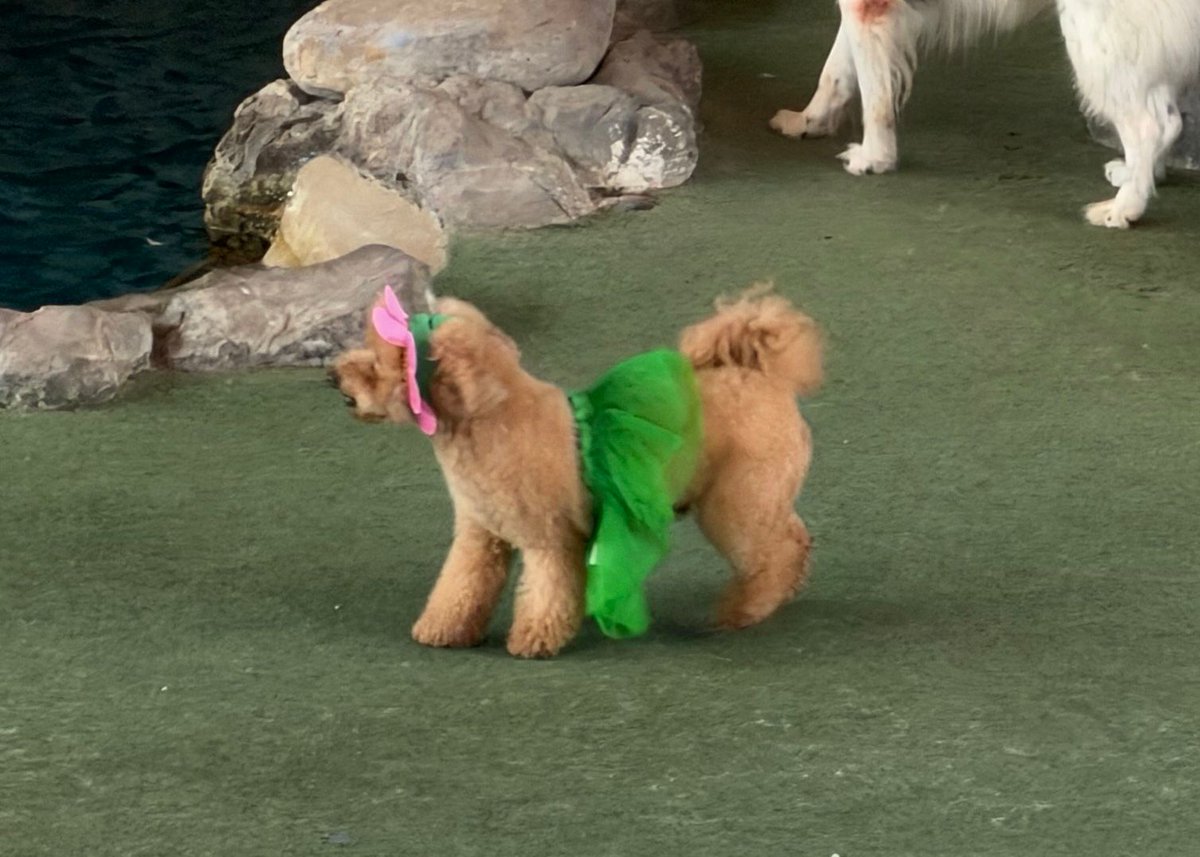 insideuniversal's tweet photo. Some of the Animal Actors are getting into the Halloween spirit and are wearing costumes. @UniversalORL https://t.co/lUmNFIINLd