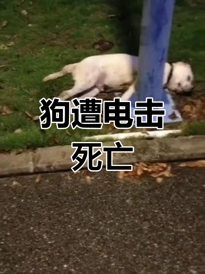 air_shicha's tweet photo. 山の麓で嘶く犬の声を聞き、突然の雷で馗が驚いた私は、恐る恐る近づいた。 https://t.co/jpVuQx2tmL