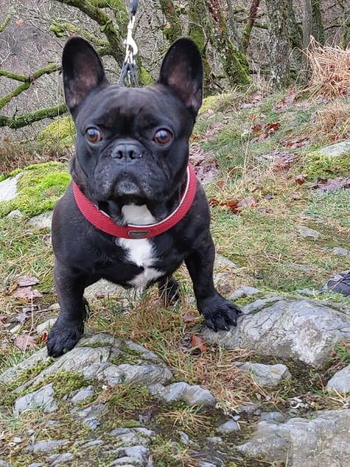 DeRavissante's tweet photo. Rustig en liefdevolle nieuwe eigenaar gezocht voor vrolijke Franse Bulldog Ollie. 

Maak kennis met Ollie, een fitte, vrolijke en ontzettend gezellige Franse Bulldog van 8 jaar. Ollie is een echt gezelschapshondje die dol is op warmte en gezelligheid. 

Waarom een nieuwe eigenaar voor Ollie? 
Ollie vindt kleine kinderen te druk en de onvoorspelbaarheid van kleine kindjes lastig. Bij zijn huidige gezin zijn 2 kleine kindjes en dat geeft het gezin én Ollie te veel stress. Ollie gedijt het beste bij een eigenaar zonder drukte, zonder kleine kinderen in huis. 

Zijn geweldige karakter
•Vriendelijk tegen iedereen: Ollie is een open en sociale hond. Bezoek wordt bij binnenkomst altijd supervriendelijk door hem begroet; iedereen is zijn vriend.
•Sociaal met andere dieren: Ollie is heel sociaal naar andere honden. Ook katten is hij gewend. In het begin vindt hij ze reuze boeiend en wil dan ruiken en kijken, maar hij is absoluut niet agressief. 
•Keurig aan de riem en los: Wandelen met Ollie is een feestje. Hij loopt netjes mee aan de riem én kan goed loslopen. Hij luistert uitstekend, zéker als er lekkere snoepjes in het spel zijn!
•Makkelijk op pad: Mee in de auto is voor Ollie geen enkel probleem. Na een goede wenperiode in zijn nieuwe omgeving kan hij na verloop van tijd ook prima een poosje alleen thuisblijven.
•Slimme speurneus: Ollie heeft in het verleden aan detectietraining gedaan. Dit vond hij ge-wel-dig om te doen, dus het is zeker een aanrader om dit soort trainingen met hem te doen.

Gezondheid en verzorging
Ollie is topfit, geniet van een vrije ademhaling en heeft — heel fijn voor een Franse Bulldog — goede luchtwegen. Wel heeft hij een kipallergie; hij doet het supergoed op zijn Ydolo brokjes. Ollie is een niet-gecastreerde reu. Ollie reageert niet goed op (chemische)castratie is uit het verleden gebleken. 

Zijn ideale match & procedure
Wij zoeken voor Ollie een rustige, actieve, liefdevolle nieuwe eigenaar die heerlijk met hem gaat wandelen, zijn slimme neus aan het werk zet met spelletjes en hem een warm plekje op de bank garandeert. 

Interesse?
Bent u die geweldige nieuwe eigenaar voor Ollie? Stuur dan een uitgebreide mail inclusief foto's van uw huis en tuin naar wilma@herplaatsingscoach PUNT com en wie weet maakt u binnenkort kennis met geweldige Ollie.