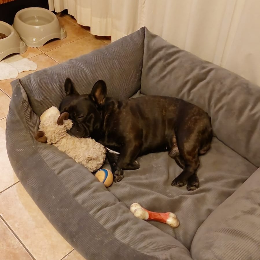 DeRavissante's tweet photo. Rustig en liefdevolle nieuwe eigenaar gezocht voor vrolijke Franse Bulldog Ollie. 

Maak kennis met Ollie, een fitte, vrolijke en ontzettend gezellige Franse Bulldog van 8 jaar. Ollie is een echt gezelschapshondje die dol is op warmte en gezelligheid. 

Waarom een nieuwe eigenaar voor Ollie? 
Ollie vindt kleine kinderen te druk en de onvoorspelbaarheid van kleine kindjes lastig. Bij zijn huidige gezin zijn 2 kleine kindjes en dat geeft het gezin én Ollie te veel stress. Ollie gedijt het beste bij een eigenaar zonder drukte, zonder kleine kinderen in huis. 

Zijn geweldige karakter
•Vriendelijk tegen iedereen: Ollie is een open en sociale hond. Bezoek wordt bij binnenkomst altijd supervriendelijk door hem begroet; iedereen is zijn vriend.
•Sociaal met andere dieren: Ollie is heel sociaal naar andere honden. Ook katten is hij gewend. In het begin vindt hij ze reuze boeiend en wil dan ruiken en kijken, maar hij is absoluut niet agressief. 
•Keurig aan de riem en los: Wandelen met Ollie is een feestje. Hij loopt netjes mee aan de riem én kan goed loslopen. Hij luistert uitstekend, zéker als er lekkere snoepjes in het spel zijn!
•Makkelijk op pad: Mee in de auto is voor Ollie geen enkel probleem. Na een goede wenperiode in zijn nieuwe omgeving kan hij na verloop van tijd ook prima een poosje alleen thuisblijven.
•Slimme speurneus: Ollie heeft in het verleden aan detectietraining gedaan. Dit vond hij ge-wel-dig om te doen, dus het is zeker een aanrader om dit soort trainingen met hem te doen.

Gezondheid en verzorging
Ollie is topfit, geniet van een vrije ademhaling en heeft — heel fijn voor een Franse Bulldog — goede luchtwegen. Wel heeft hij een kipallergie; hij doet het supergoed op zijn Ydolo brokjes. Ollie is een niet-gecastreerde reu. Ollie reageert niet goed op (chemische)castratie is uit het verleden gebleken. 

Zijn ideale match & procedure
Wij zoeken voor Ollie een rustige, actieve, liefdevolle nieuwe eigenaar die heerlijk met hem gaat wandelen, zijn slimme neus aan het werk zet met spelletjes en hem een warm plekje op de bank garandeert. 

Interesse?
Bent u die geweldige nieuwe eigenaar voor Ollie? Stuur dan een uitgebreide mail inclusief foto's van uw huis en tuin naar wilma@herplaatsingscoach PUNT com en wie weet maakt u binnenkort kennis met geweldige Ollie.