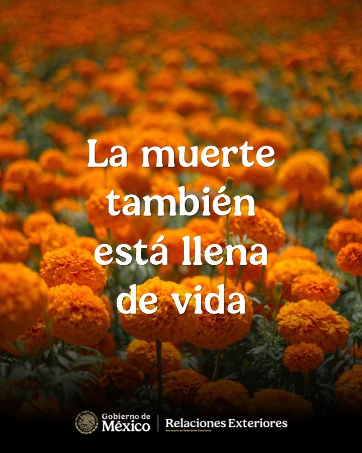ConsulMexDal's tweet photo. Cada año, caminos de cempasúchil, velas, altares, música y sabores anuncian el regreso de quienes viven en nuestra memoria.
De norte a sur, nuestras ciudades transforman calles, plazas y hogares para celebrar una tradición en la que la muerte no significa ausencia, sino presencia, memoria y continuidad.
El Día de Muertos reúne raíces indígenas y tradiciones que, a través del tiempo, han construido una de las expresiones culturales más profundas y entrañables de México, reconocida como Patrimonio Cultural Inmaterial de la Humanidad desde 2008.
💀🌼 Porque mientras exista quien recuerde, siempre habrá un camino para volver.
Imágenes cortesía de @SECTUR_mx 
#DíaDeMuertosMX
