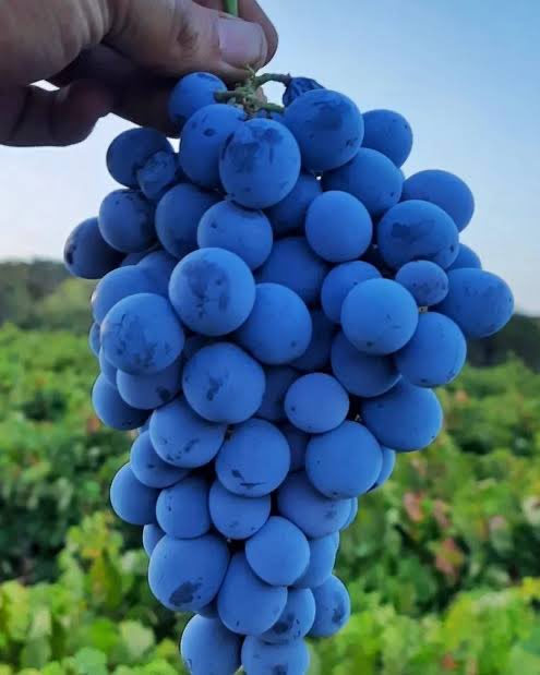 KahveciCihan's tweet photo. Rahmetli annemin memleketi Arapgir’in Köhnü üzümü de dalda kaldı, yeseniz bu neymiş böyle diyeceğiniz bir üzüm, alıcı belirlemiş fiyatını gene, geçen yıl 45 olan bu sene 8₺ oluvermiş. Bilinçli kötülük yapılıyor bu ülkeye, yazık. https://t.co/8TYXU4UmEM