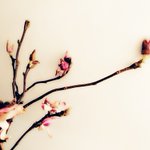 Photo by No. (@Table327)