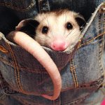 Photo by Possumest Opossum to ever Poss (@PossumPost)