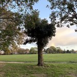 Photo by Exeter Trees (@ExeterTrees)