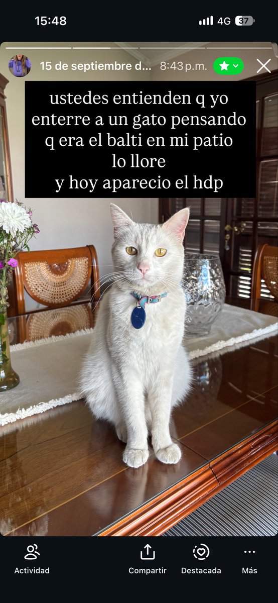 MontuEmi's tweet photo. como olvidar cuando subí el storytime de cuando enterré al gato equivocado https://t.co/J6NKbKnyd3