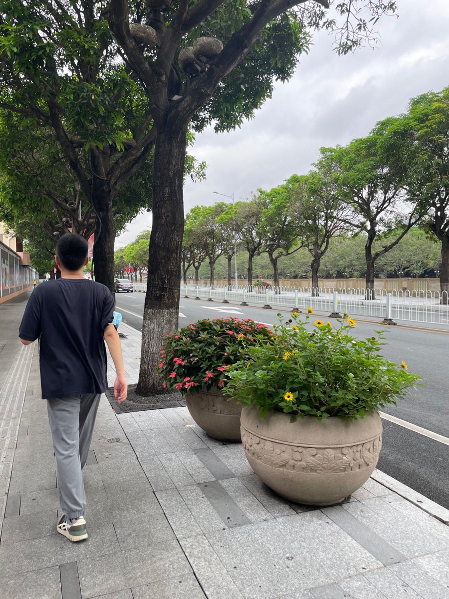 HayanoAk's tweet photo. 「奔ってる路地で、大きな鉢植えが風にゆらゆら、今日も一日頑張ろ！」 https://t.co/JaH60ysBr6