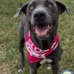 Photo by Fort Bend County Animal Services (@FBCASTX)
