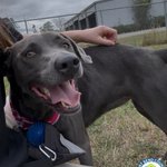Photo by Fort Bend County Animal Services (@FBCASTX)