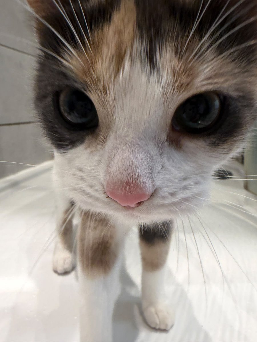 darlingfallls's tweet photo. @AetherShinzo I got a kitten. Here are kitten photos for you. https://t.co/lhRTk2Hvls