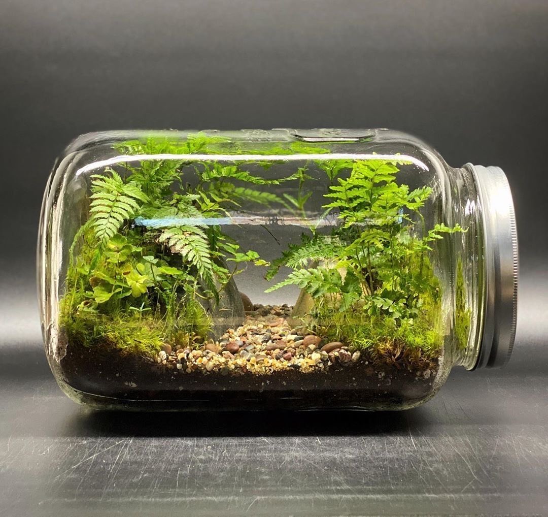 yourpinkdove's tweet photo. I gave worm a jar (*ﾟ∀ﾟ*) https://t.co/KRW5lpWd28
