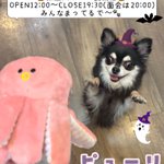 Photo by 保護犬カフェ®鶴橋店 (@hogokencafet)