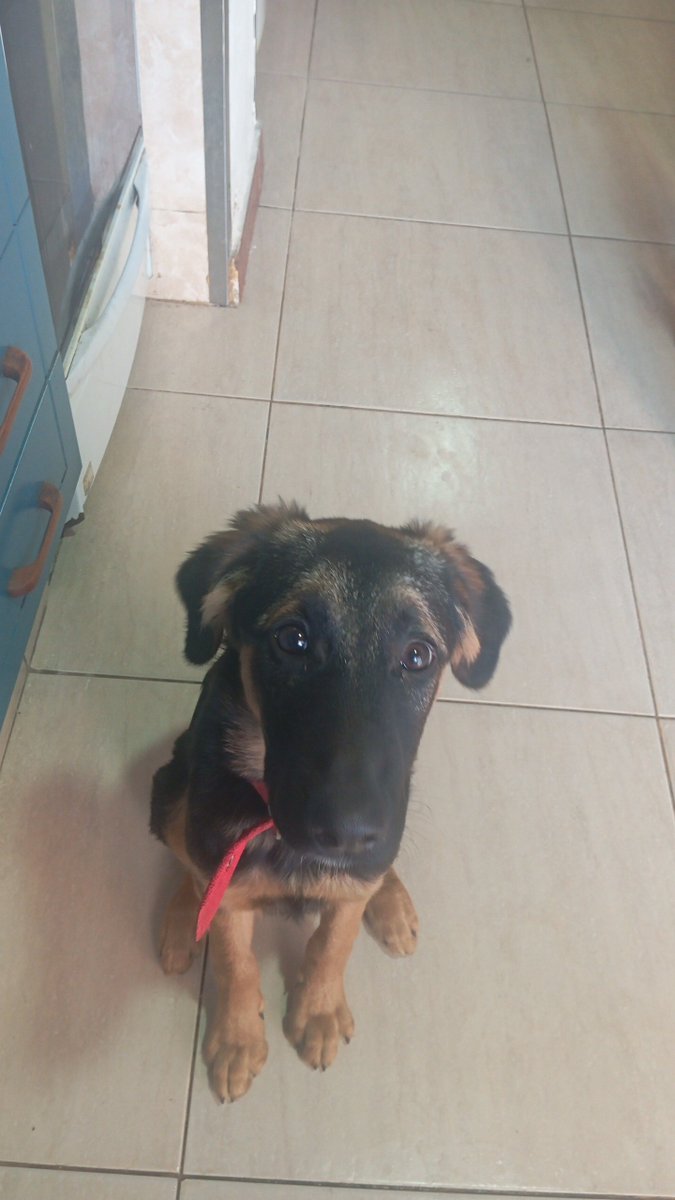 inmyheartae's tweet photo. Hace 5 meses adoptamos a la perrita más dulce del mundo. Te amo bruna. La vida con vos es hermosa💜 https://t.co/TW8wldF4XN