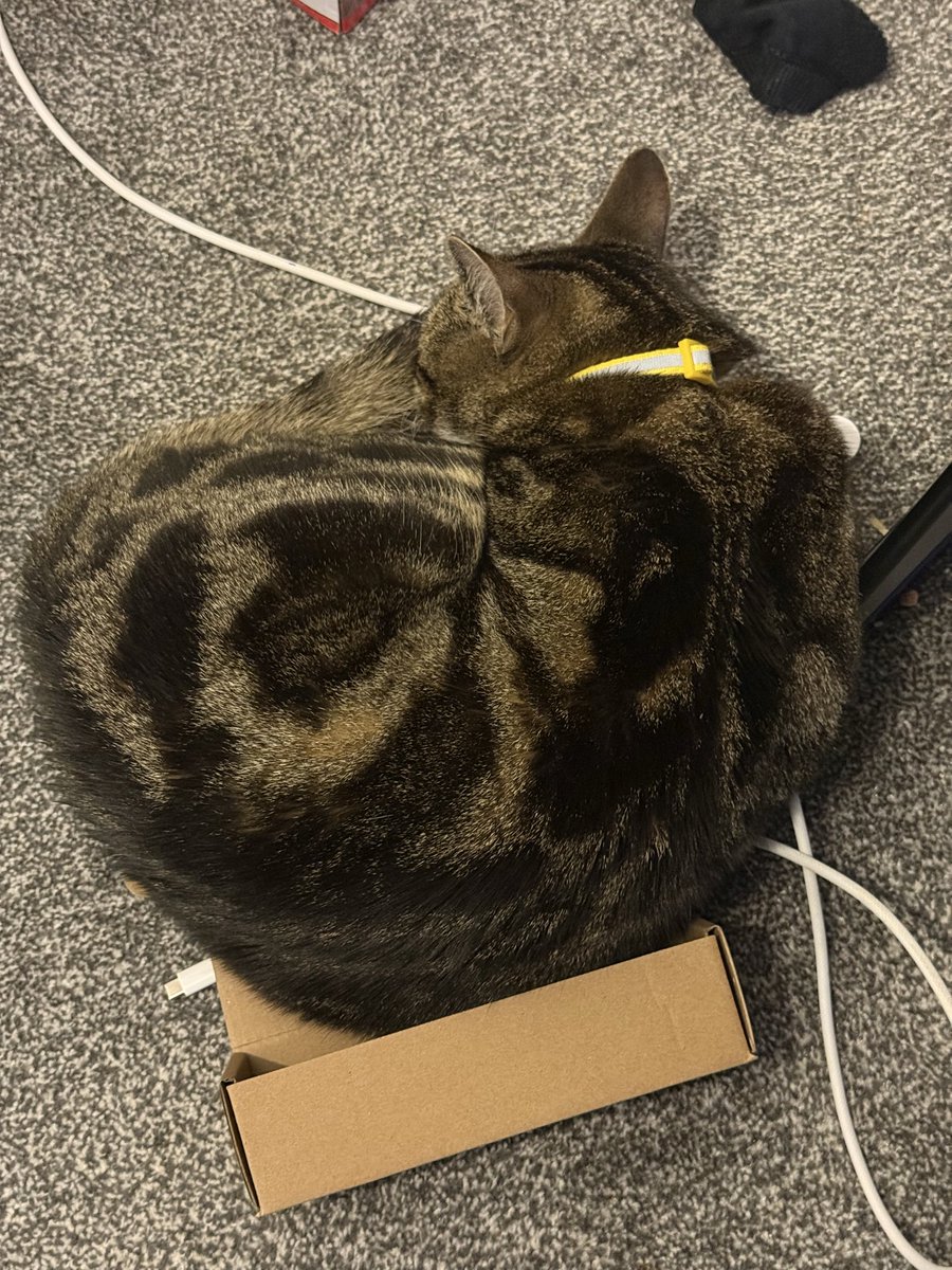 Ozawk's tweet photo. No box can resist him https://t.co/4R41ZfI57h