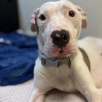 Photo by PhillyAdopt (@phillyadopt)